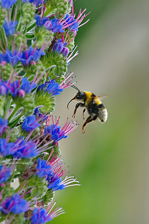 The pride of Madeira flower and a willing helper