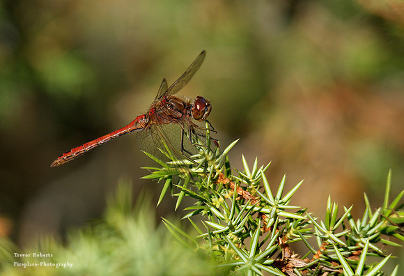 Red dragonfly in Tividen