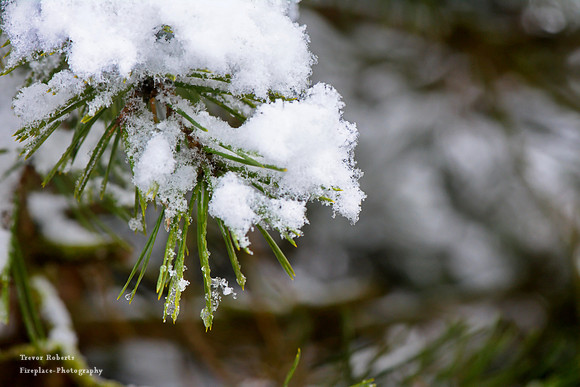 Pfarrerwald, Winter 2017