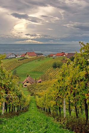 Looking through the vines
