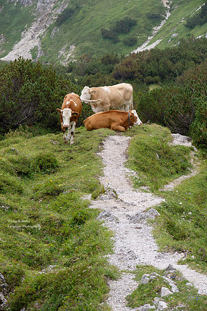 The cows stand up to investigate !