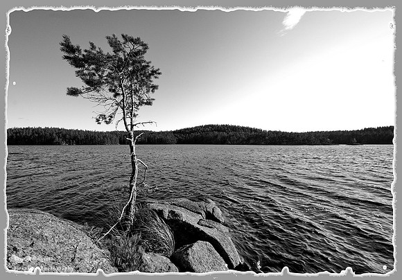 Lonely tree by the lake - B&W