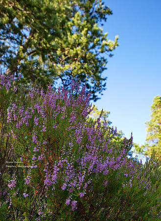 Swedish Lavender
