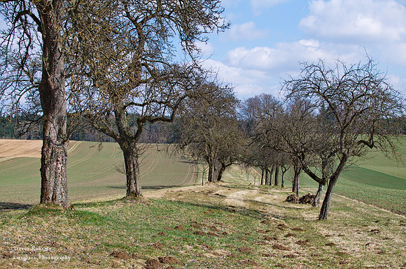 A small orchard between the fields