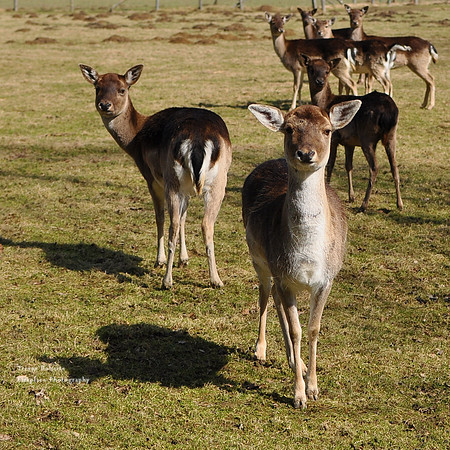 Deer on the farm