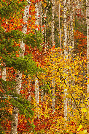 Birch Tree Trunks at Autumn time