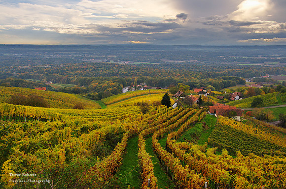 Vinyard along the Trainer trail