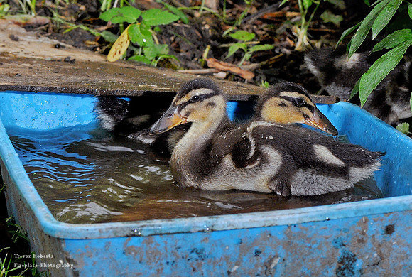 Swim time for the ducklings