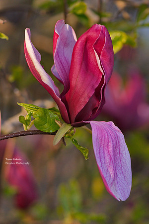 Summer Magnolia in red/lilac