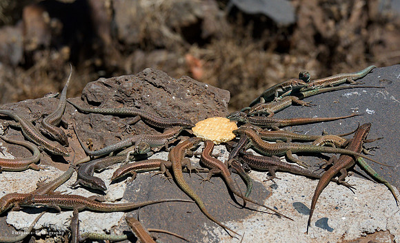 Lizards