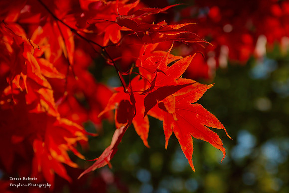 Autumn Time Maple Leaves