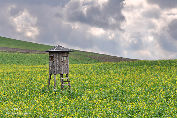 A hunter's stand among the rape seed flowers