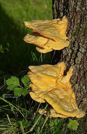 Tree Fungus