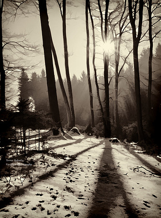 Winter Shadow games in the forest B&W