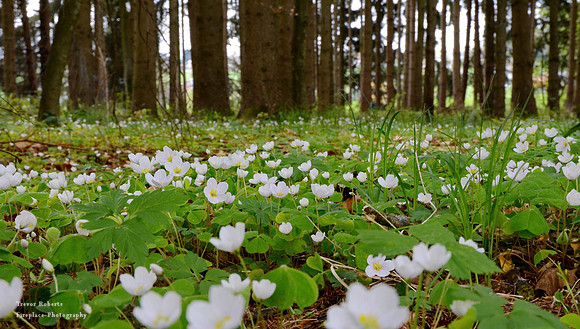 Clover on the forest floor