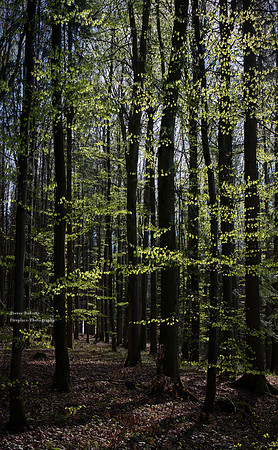 Springtime, the bringer of fresh new leaves. April 2022
