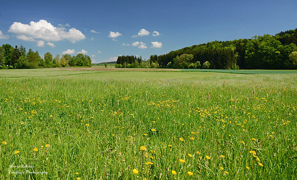 A Pilsbach meadow in May