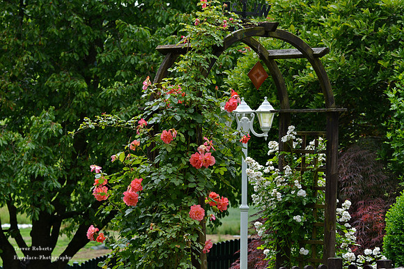 Our garden
