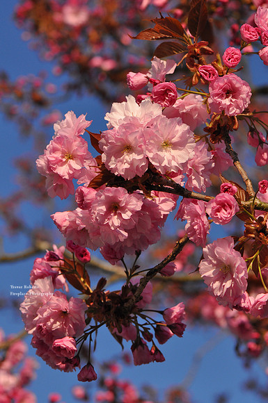 Ornamental Pink Cherry Blossom