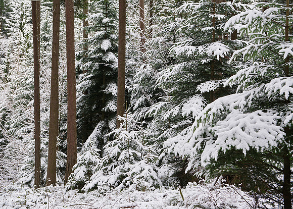 Pfarrerwald, Winter 2017