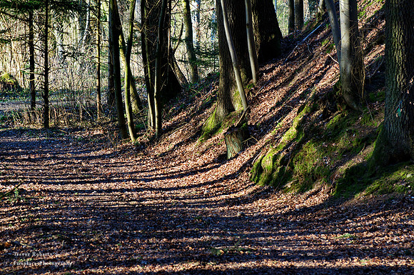 Shadow patterns on a forest path