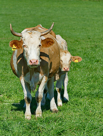 Mum & her calf on the field