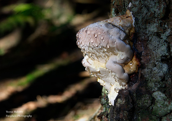 Glistening fungus