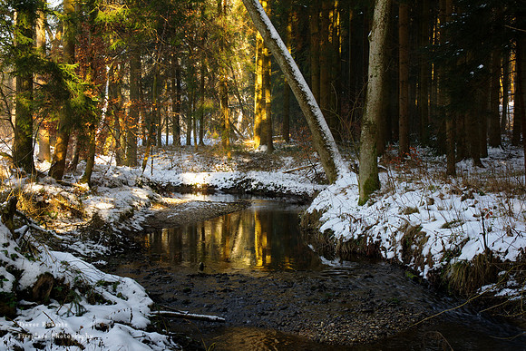 Golden reflections