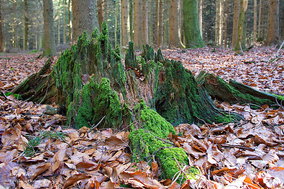 Almost abstract Mossy Tree stump