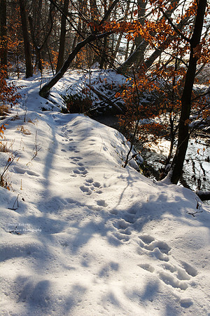 Deer tracks in the snow