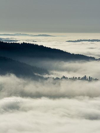 Sea of fog - looking at the details