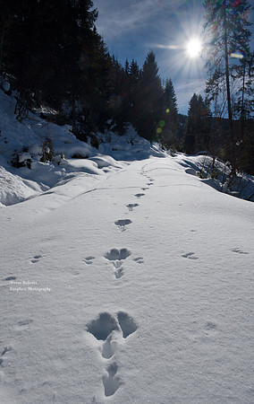 Follow that rabbit! Pronebenalm Feb 2022