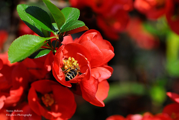 Bee investigating a bright red Quince blossom