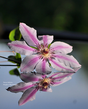 Clematis in a reflective mood