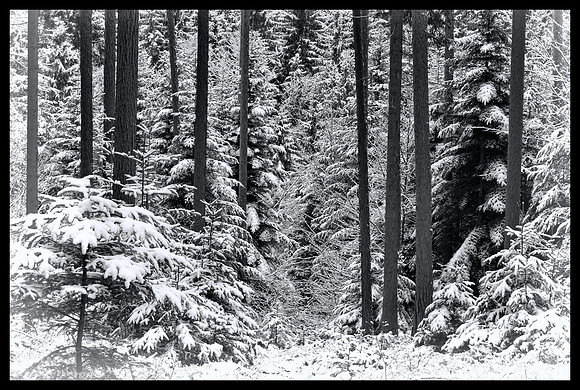 Winter in Pfarrerwald, 2015