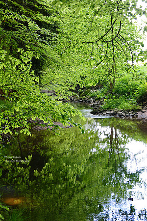 Green reflections in Kohlaichbach