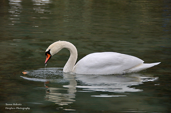 Swan at lake Fuschlsee