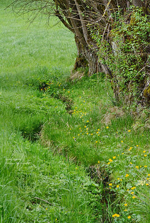 A tiny stream in Pilsbach