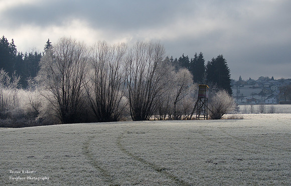 Frosty fields with the sun catching the trees