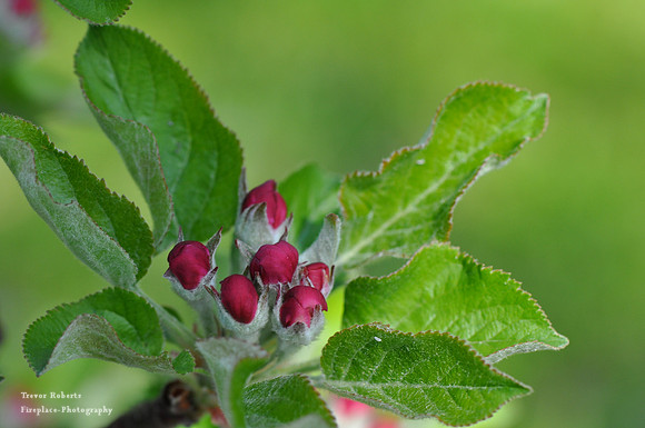Apple Blossom