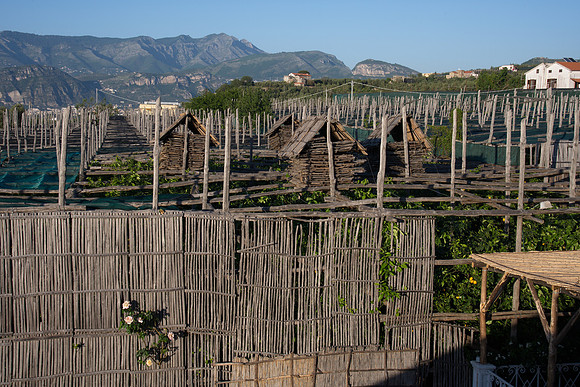 The cover on top of the lemon grove