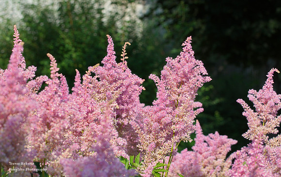 Our garden