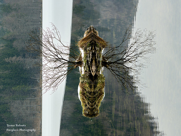 A strange creature at Lake Langbathsee