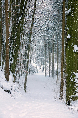 Snowy path