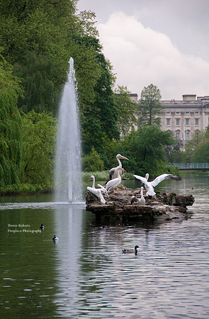 Pelicans at St James's Park