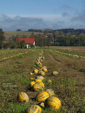 Pilsbach Pumpkins