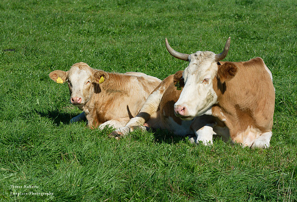 Laying down for a rest
