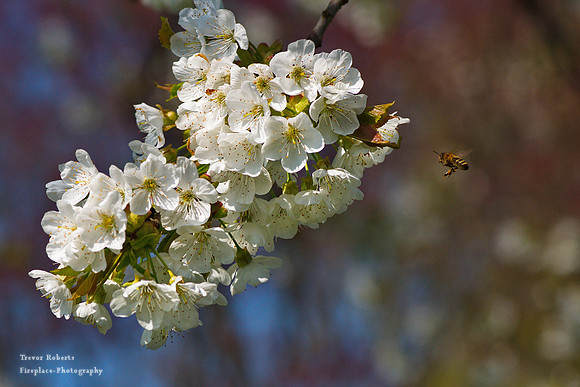 Cherry blossom with approaching bee