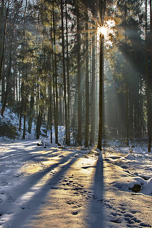 Warm light in the cold forest.
