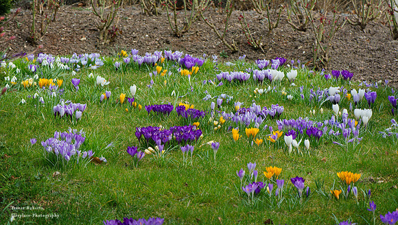 Garden Crocus